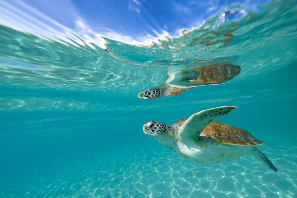 Curacao (310 of 606)