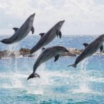 dolphins-jump-299123ba